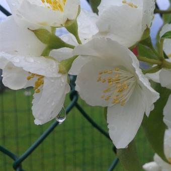 Philadelphus 'Bouquet Blanc'