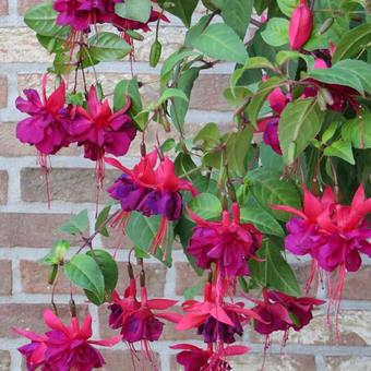 Fuchsia 'Maori Maid'