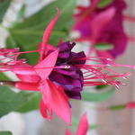 Fuchsia 'Maori Maid' - Bellenplant