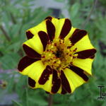 Tagetes patula 'Jolly Jester' - Afrikaantjes