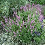 Salvia nemorosa 'Sensation Deep Rose' - Salie