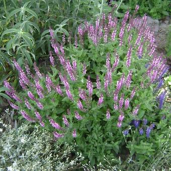 Salvia nemorosa 'Sensation Deep Rose'