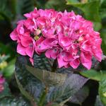 Hydrangea macrophylla 'Merveille Sanguine'  - Hortensia