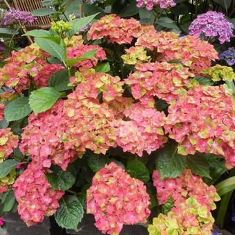 Hydrangea macrophylla 'Schloss Wackerbarth'