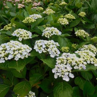 Hydrangea macrophylla 'Ayesha'