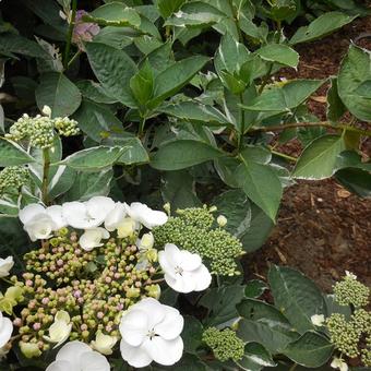 Hydrangea macrophylla 'Tricolor'