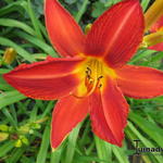 Hemerocallis 'Campfire Embers' - Daglelie, Eéndagsbloem