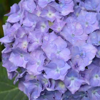 Hydrangea macrophylla 'Deutschland'