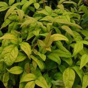 Nandina domestica 'Wood's Dwarf'