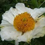 Californische boompapaver - Romneya coulteri