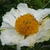 Romneya coulteri