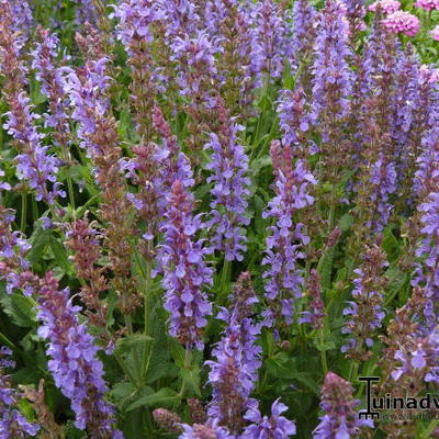 Salie - Salvia nemorosa 'Blauhügel'