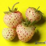 Fragaria x ananassa 'Assietta' - Ananasaardbei