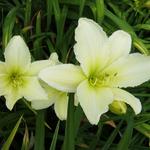 Hemerocallis 'Light the Way' - Daglelie, Eéndagsbloem