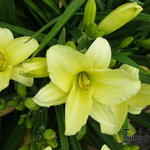 Hemerocallis 'Cream Drop' - Daglelie