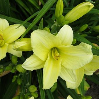 Hemerocallis 'Cream Drop'