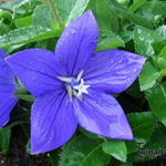 Platycodon grandiflorus 'Astra Blue' - Ballonplant