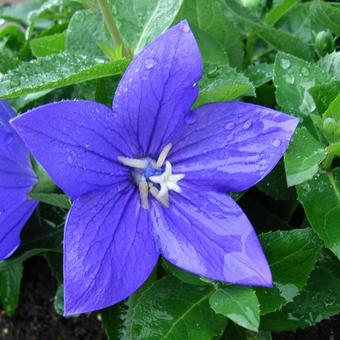 Platycodon grandiflorus 'Astra Blue'