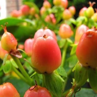 Hypericum x inodorum 'Elite Sweet Lion'