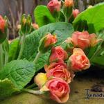 Primula vulgaris 'Ken Dearman' - Sleutelbloem