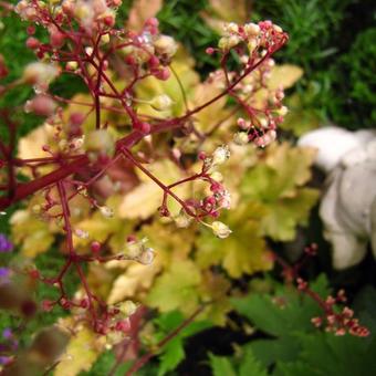 Heuchera 'Marmalade'