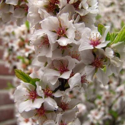 Sierkers - Prunus tomentosa