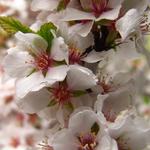 Prunus tomentosa - Sierkers