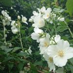 Philadelphus 'Belle Etoile' - Boerenjasmijn - Philadelphus 'Belle Etoile'