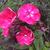 Phlox paniculata 'Red Riding Hood'