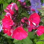 Phlox paniculata 'Red Riding Hood' - Vlambloem / Flox