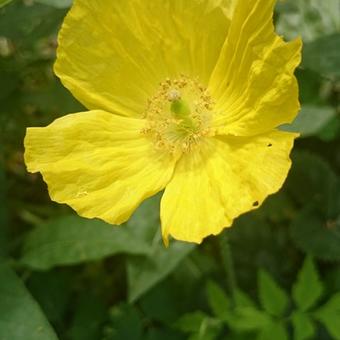 Meconopsis cambrica