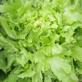 Cichorium latifolium