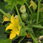 Cucurbita pepo 'Ronde de Nice' - Bolcourgette