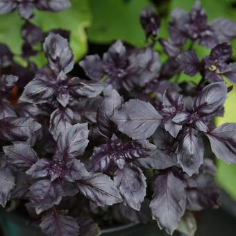 Ocimum basilicum 'Dark Opal'