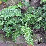 Polystichum polyblepharum 'Jade'  - Glansschildvaren