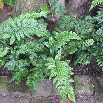 Polystichum polyblepharum 'Jade'