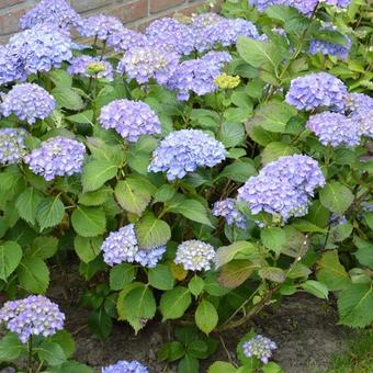 Hydrangea macrophylla 'Deutschland'