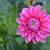 Dahlia 'Wizard of Oz'