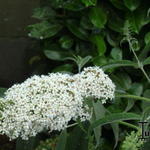 Buddleja davidii 'Nanho White' - Vlinderstruik