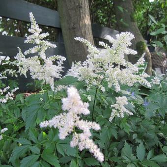 Astilbe x arendsii 'Diamant'