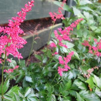 Astilbe x arendsii 'Fanal'