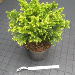 Cryptomeria japonica 'Vilmorin Gold' - Japanse ceder , Japanse sikkelden