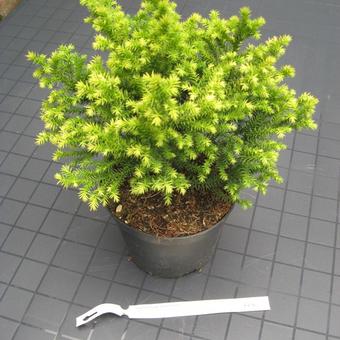 Cryptomeria japonica 'Vilmorin Gold'