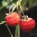 Fragaria x ananassa 'Perle de Prague' - Aardbei