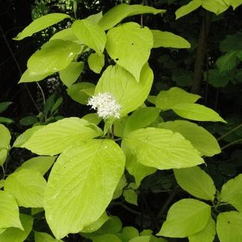 Cornus alba 'Aurea'