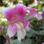 Mimulus naiandinus - Chileense maskerbloem