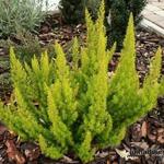 Erica arborea 'Estrella Gold' - Boomheide