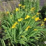 Crocosmia x crocosmiiflora 'Citronella' - Montbretia