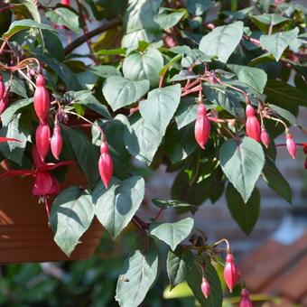 Fuchsia 'Kokarde'