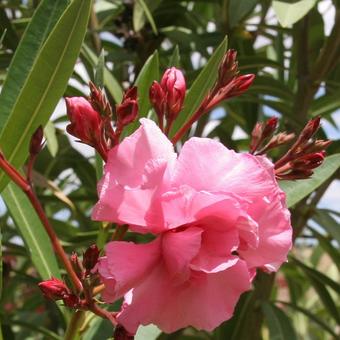 Nerium oleander